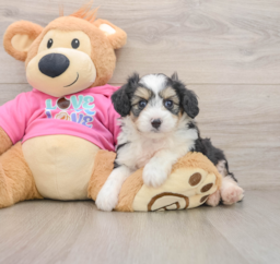 6 week old Aussiechon Puppy For Sale - Puppy Love PR