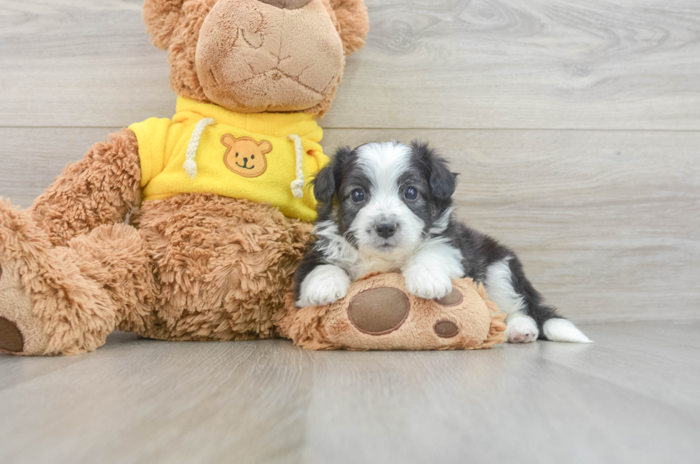 6 week old Aussiechon Puppy For Sale - Puppy Love PR