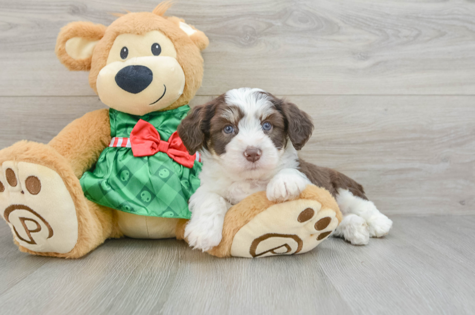 6 week old Aussiechon Puppy For Sale - Puppy Love PR