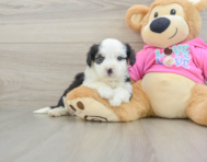7 week old Aussiechon Puppy For Sale - Puppy Love PR