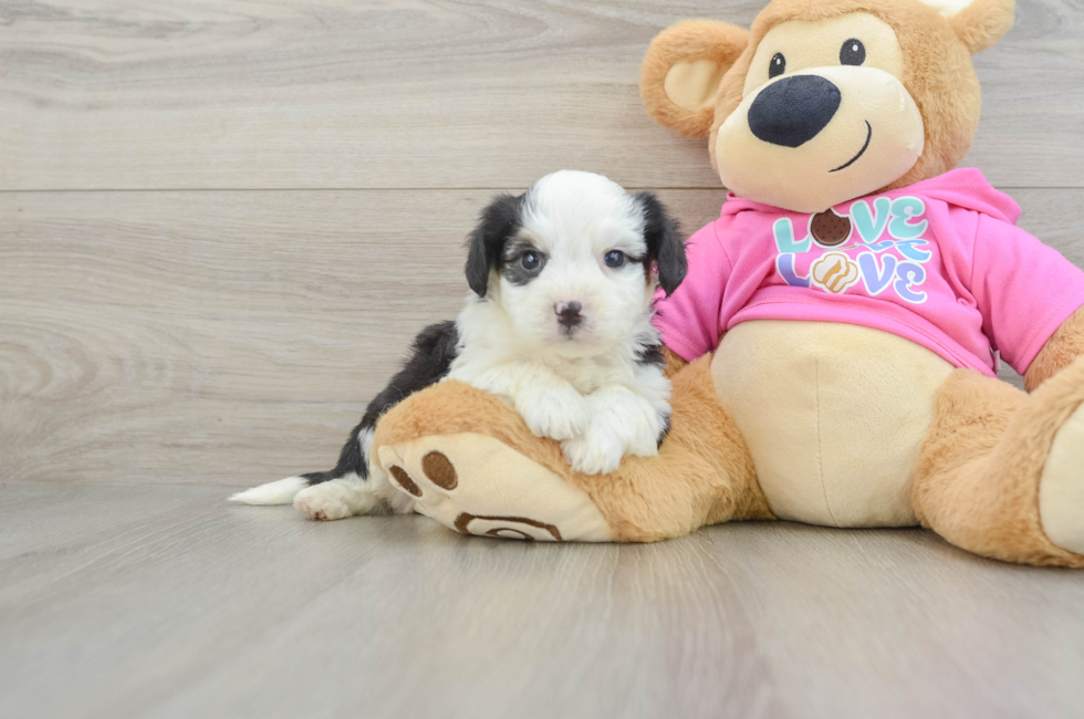 6 week old Aussiechon Puppy For Sale - Puppy Love PR