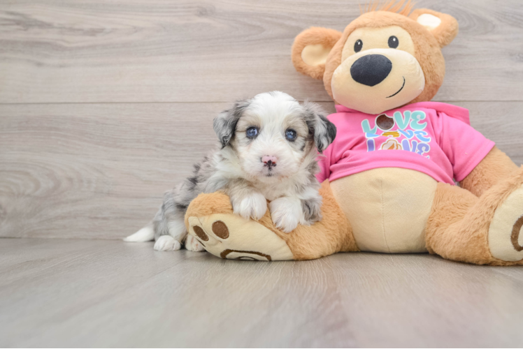 Best Aussiechon Baby