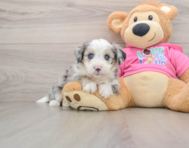 8 week old Aussiechon Puppy For Sale - Puppy Love PR