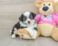 8 week old Aussiechon Puppy For Sale - Puppy Love PR