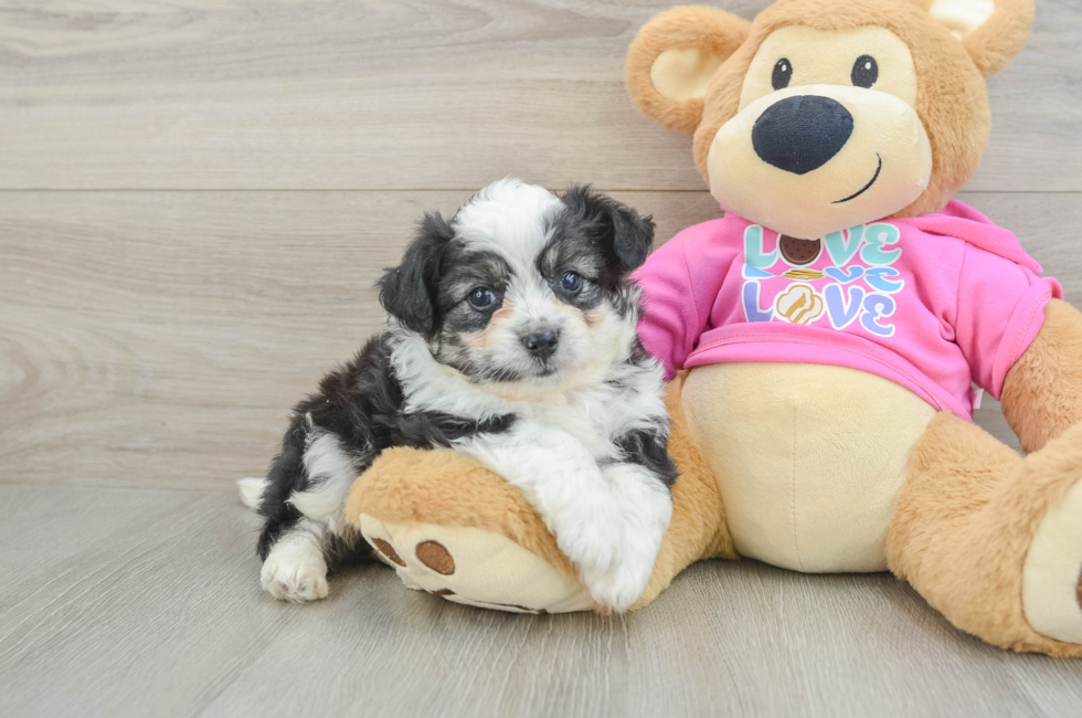 5 week old Aussiechon Puppy For Sale - Puppy Love PR