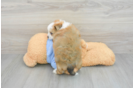 Aussiechon Puppy for Adoption