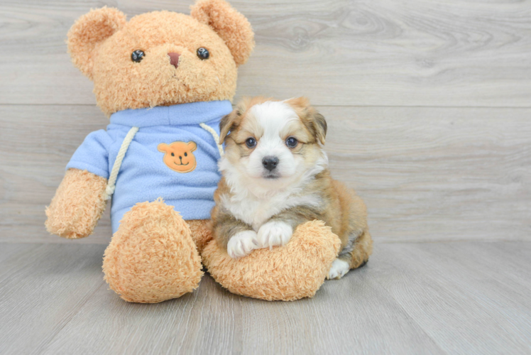 Meet Vince - our Aussiechon Puppy Photo 1/3 - Puppy Love PR Aussiechon Pup Being Cute