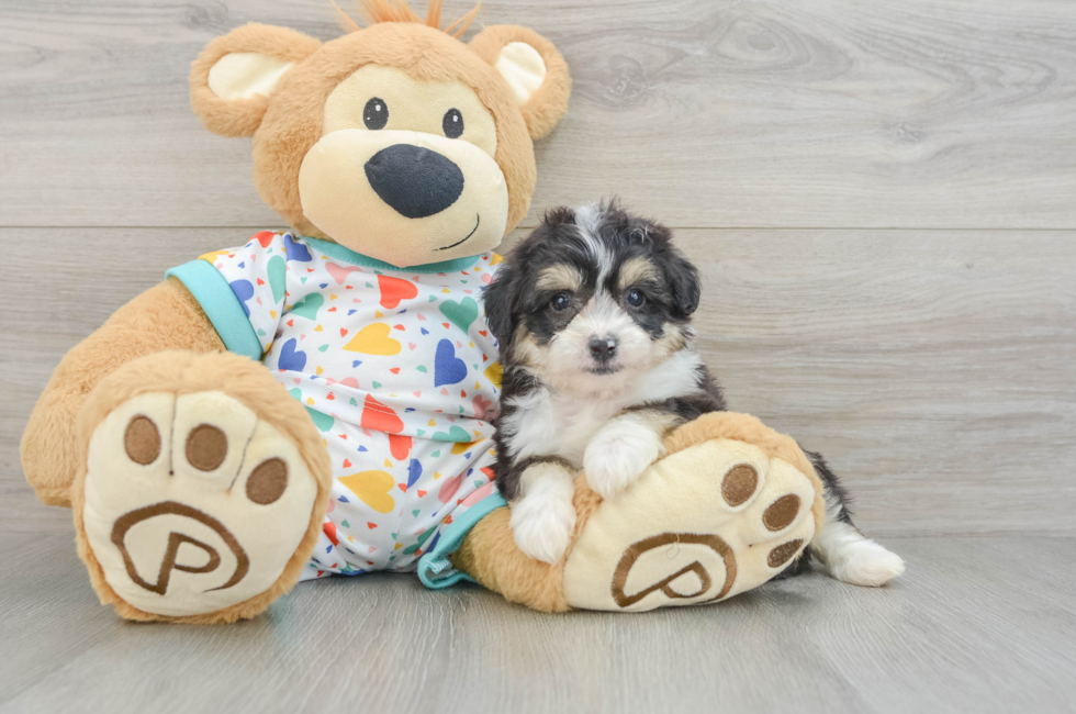 6 week old Aussiechon Puppy For Sale - Puppy Love PR