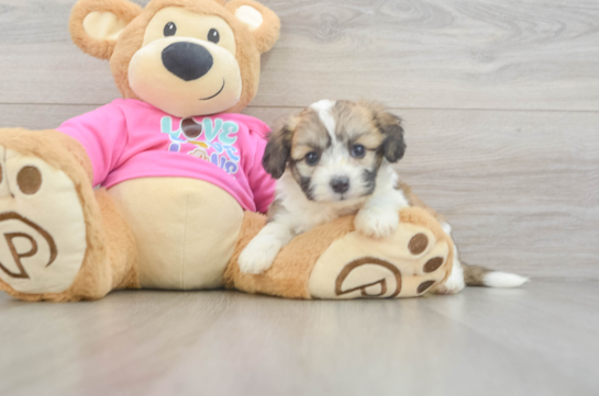 Funny Aussiechon Designer Pup