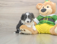 5 week old Aussiechon Puppy For Sale - Puppy Love PR