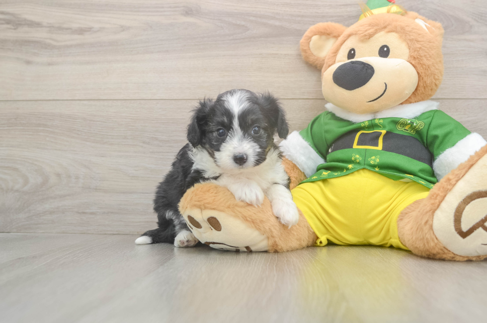5 week old Aussiechon Puppy For Sale - Puppy Love PR