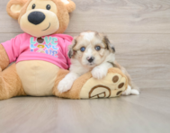 8 week old Aussiechon Puppy For Sale - Puppy Love PR