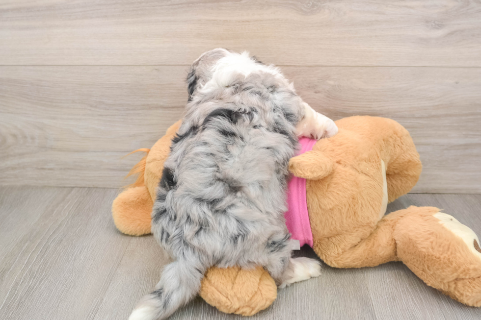 Best Aussiechon Baby