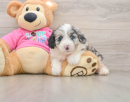 5 week old Aussiechon Puppy For Sale - Puppy Love PR