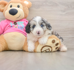 6 week old Aussiechon Puppy For Sale - Puppy Love PR