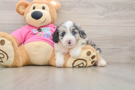 Cute Aussiechon Baby