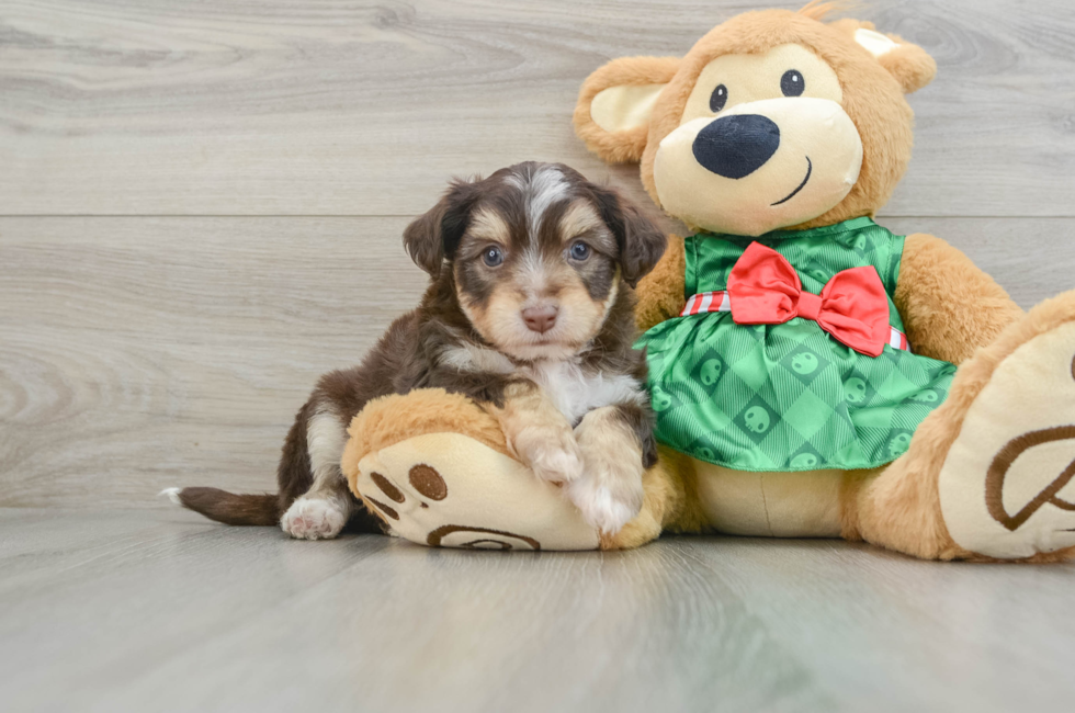 6 week old Aussiechon Puppy For Sale - Puppy Love PR