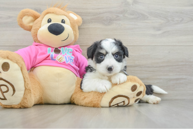 Meet Vogue - our Aussiechon Puppy Photo 1/3 - Puppy Love PR Aussiechon Puppy for Adoption