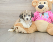 6 week old Aussiechon Puppy For Sale - Puppy Love PR