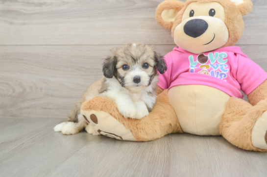 Sweet Aussiechon Baby
