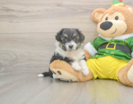 6 week old Aussiechon Puppy For Sale - Puppy Love PR
