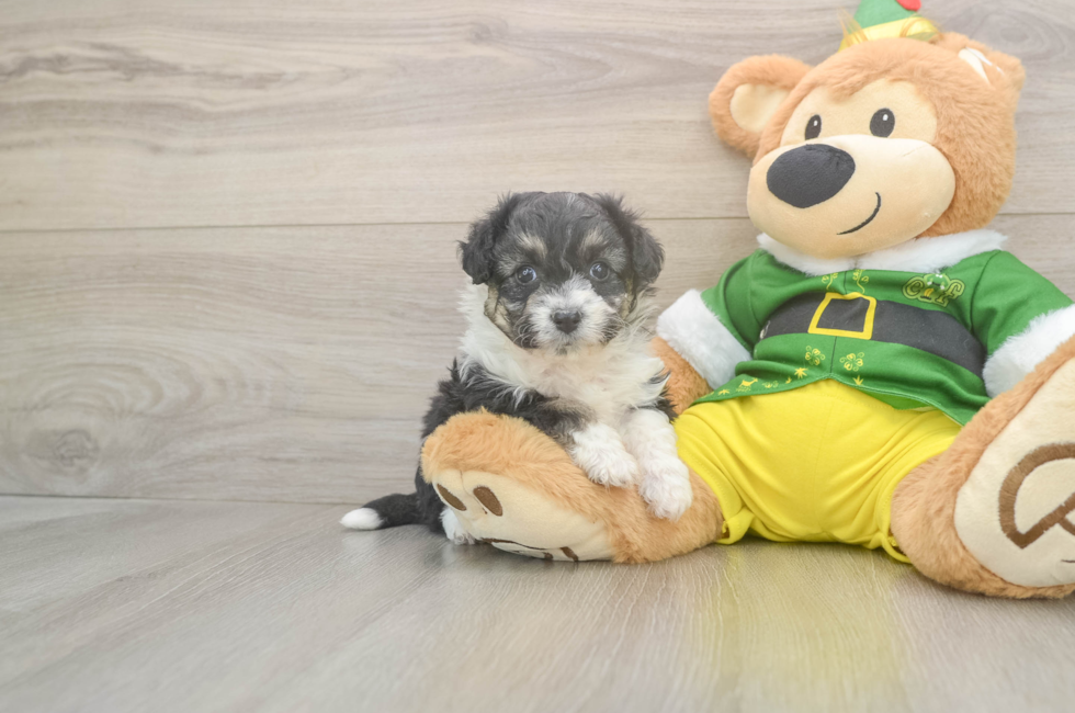 5 week old Aussiechon Puppy For Sale - Puppy Love PR