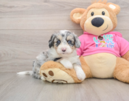 8 week old Aussiechon Puppy For Sale - Puppy Love PR