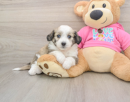 8 week old Aussiechon Puppy For Sale - Puppy Love PR