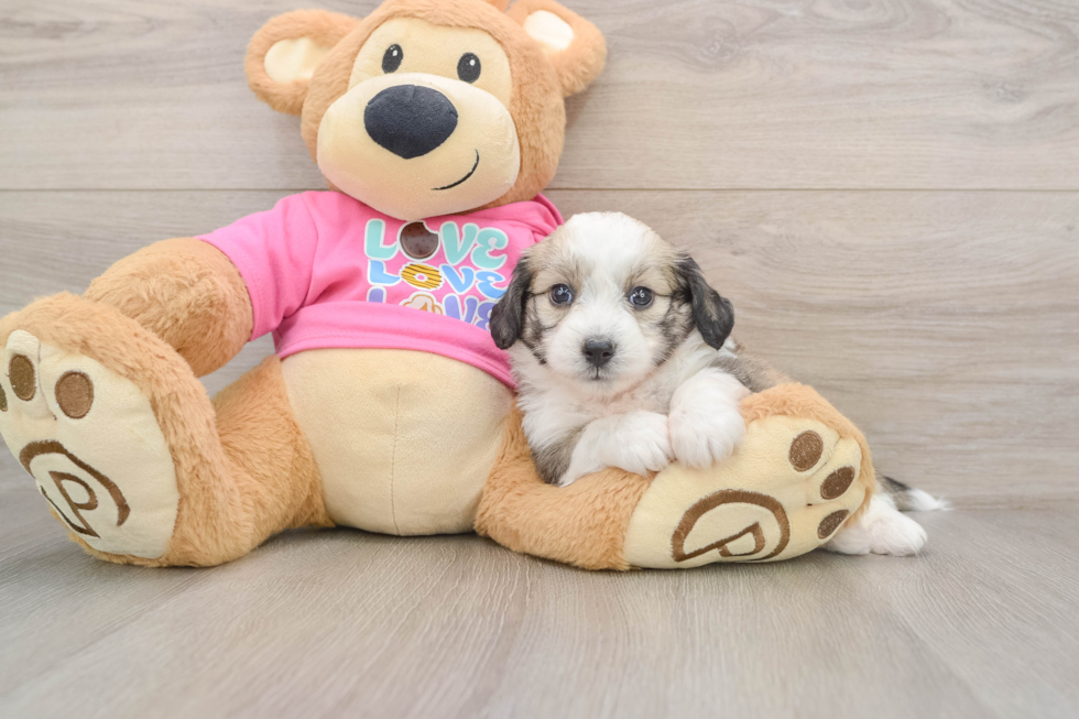 Aussiechon Puppy for Adoption