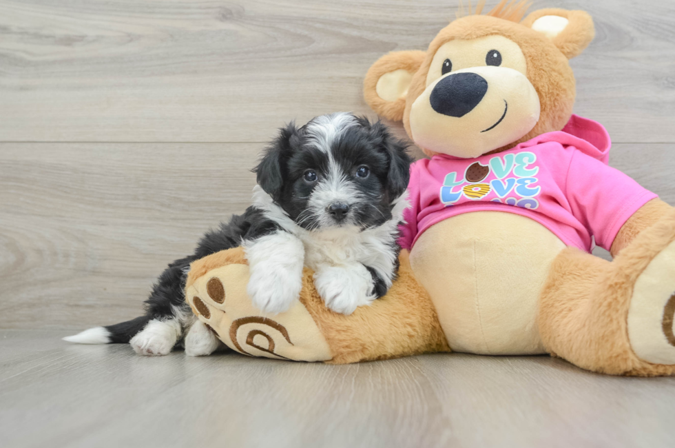 5 week old Aussiechon Puppy For Sale - Puppy Love PR