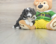 6 week old Aussiechon Puppy For Sale - Puppy Love PR