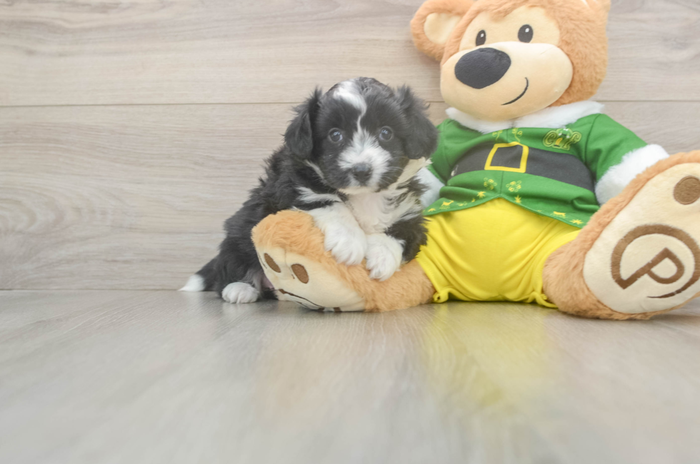 5 week old Aussiechon Puppy For Sale - Puppy Love PR