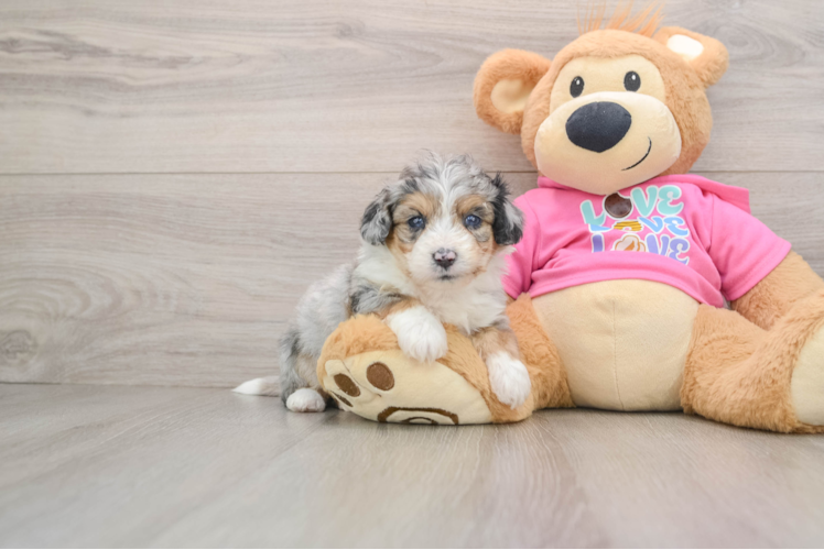 Aussiechon Puppy for Adoption