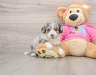 8 week old Aussiechon Puppy For Sale - Puppy Love PR
