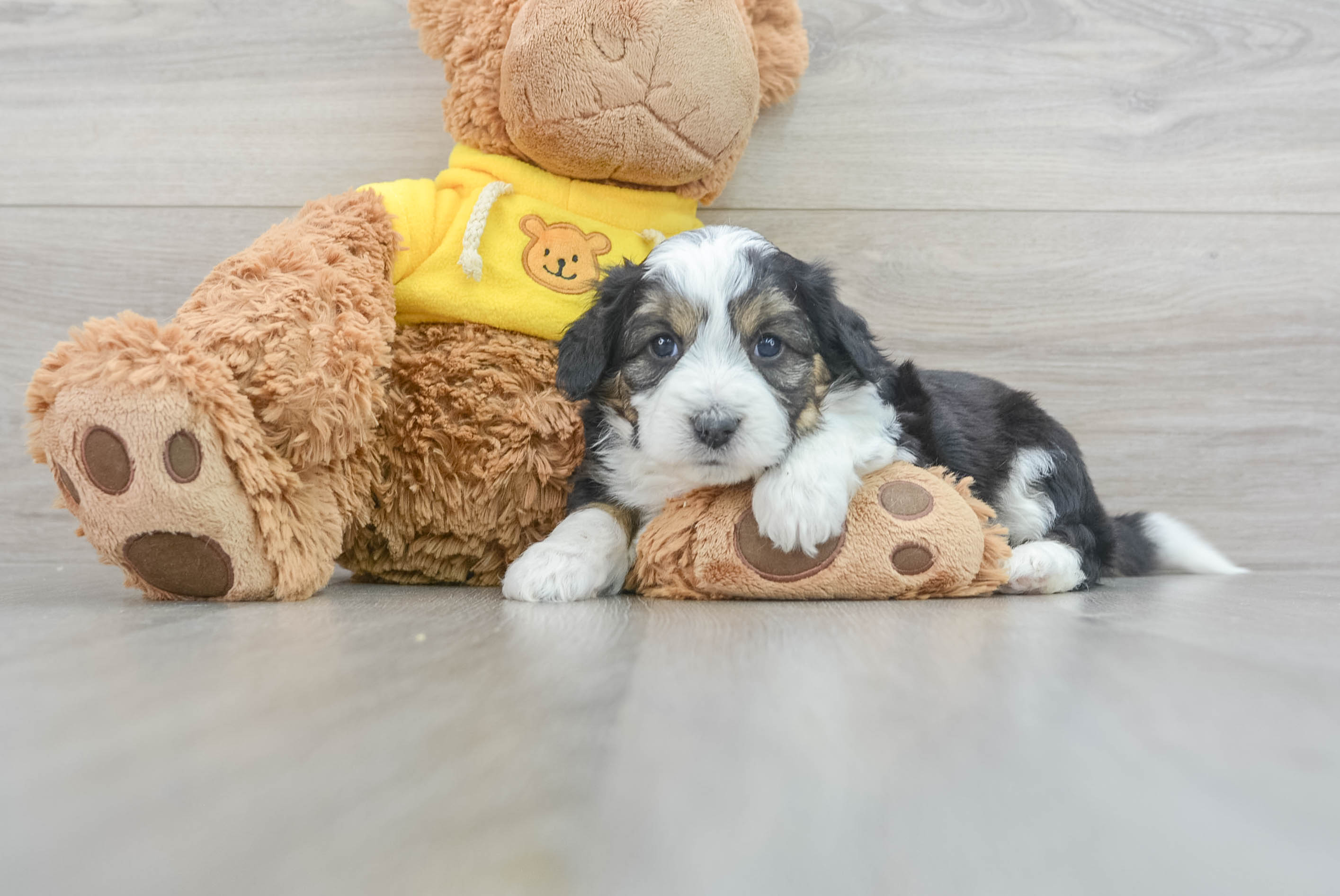 Aussiechon Pup Being Cute