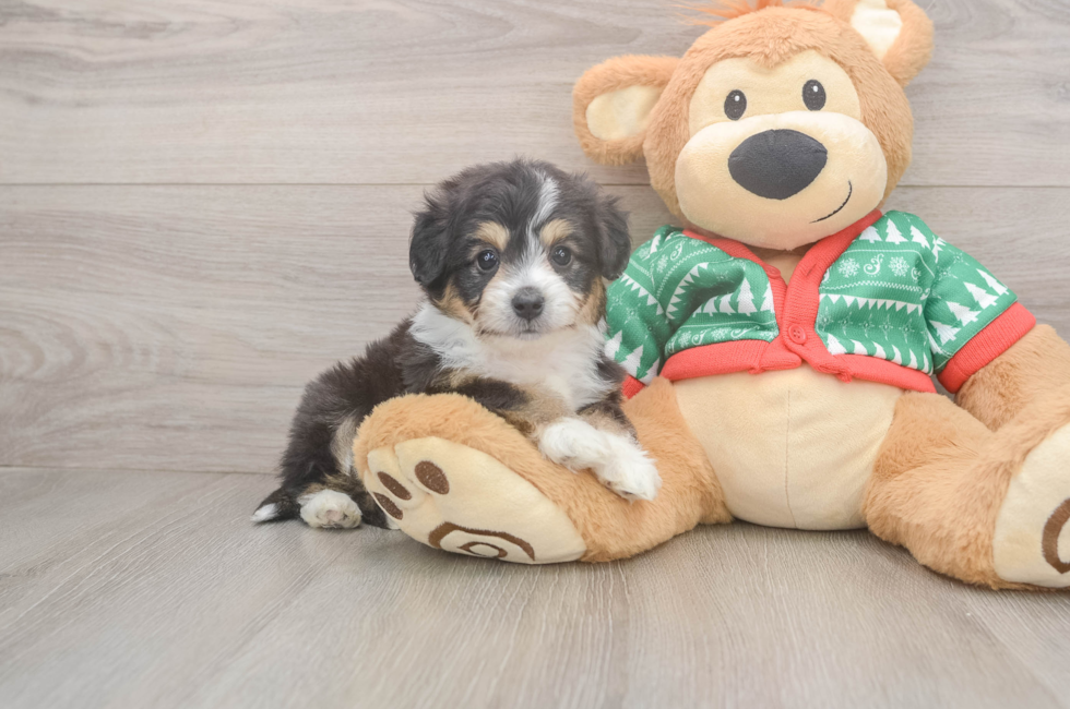 6 week old Aussiechon Puppy For Sale - Puppy Love PR