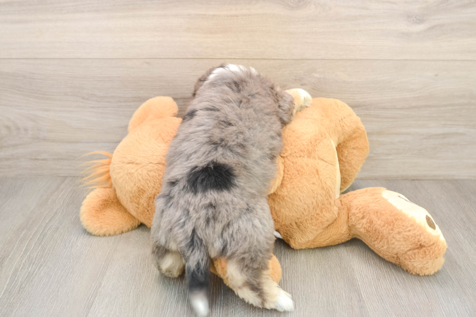 Sweet Aussiechon Baby