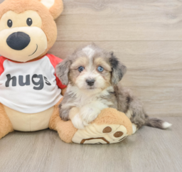 8 week old Aussiechon Puppy For Sale - Puppy Love PR