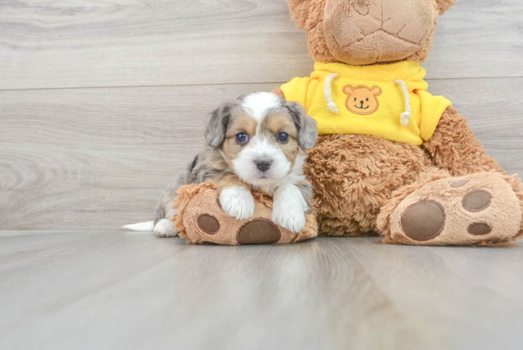 Meet Waikiki - our Aussiechon Puppy Photo 1/3 - Puppy Love PR Petite Aussiechon Designer Pup