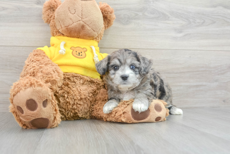 Meet Waikiki - our Aussiechon Puppy Photo 1/3 - Puppy Love PR Best Aussiechon Baby