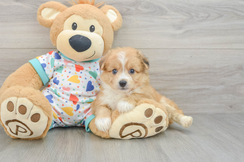 6 week old Aussiechon Puppy For Sale - Puppy Love PR
