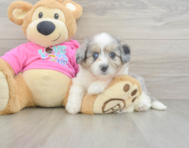 7 week old Aussiechon Puppy For Sale - Puppy Love PR