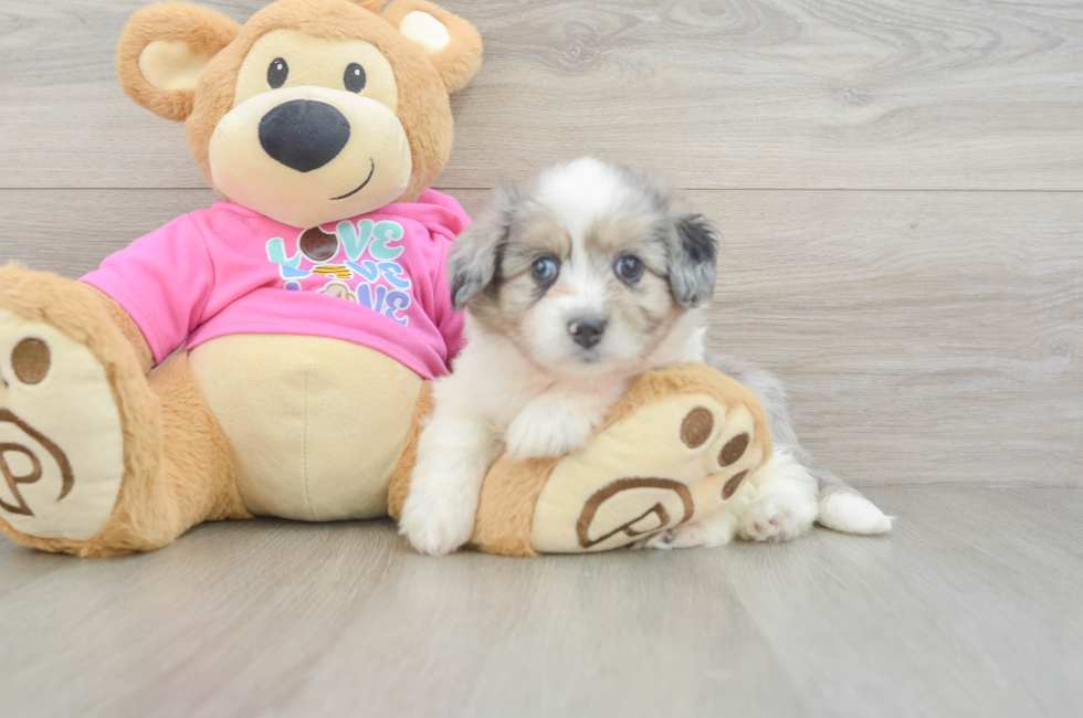 6 week old Aussiechon Puppy For Sale - Puppy Love PR