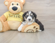 7 week old Aussiechon Puppy For Sale - Puppy Love PR