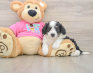 8 week old Aussiechon Puppy For Sale - Puppy Love PR