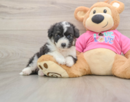 5 week old Aussiechon Puppy For Sale - Puppy Love PR