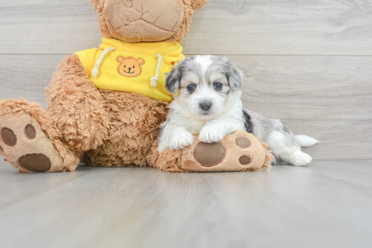 Meet Waldo - our Aussiechon Puppy Photo 1/3 - Puppy Love PR Aussiechon Puppy for Adoption