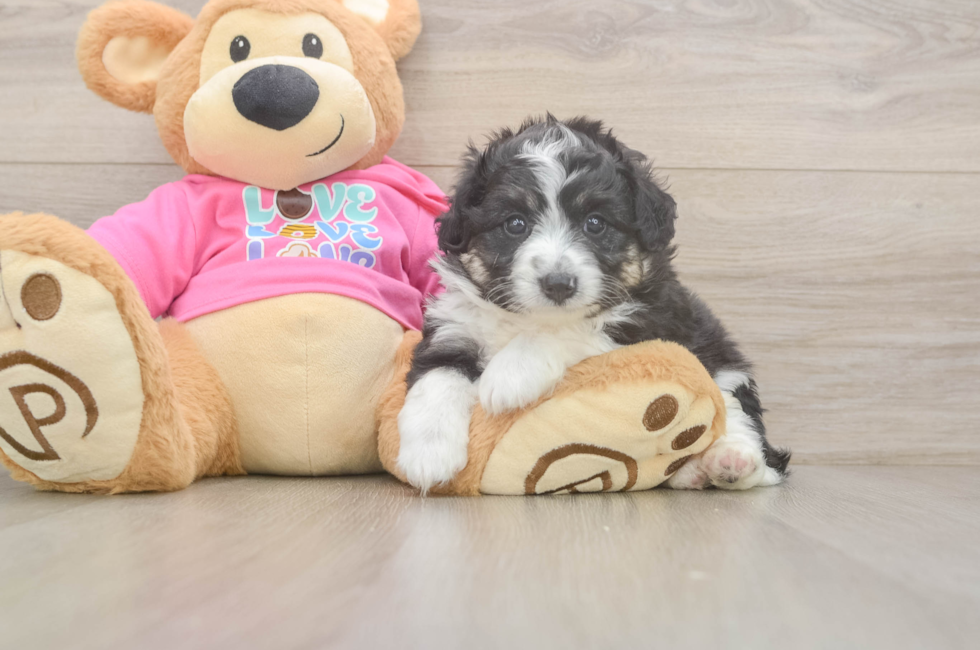 5 week old Aussiechon Puppy For Sale - Puppy Love PR