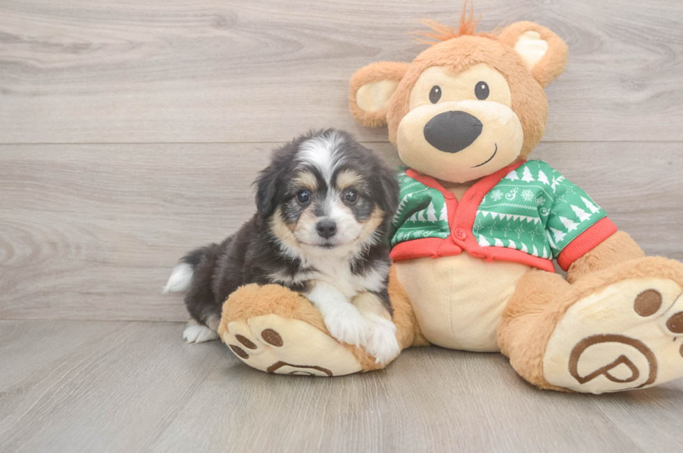 6 week old Aussiechon Puppy For Sale - Puppy Love PR