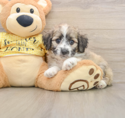 7 week old Aussiechon Puppy For Sale - Puppy Love PR